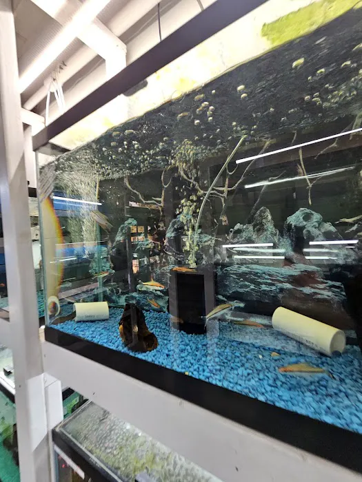KMA Aquatic Pets Picture 5