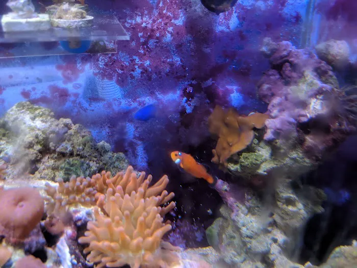 The Mystic Reef Picture 7