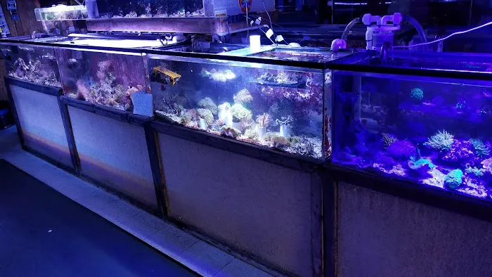The Mystic Reef Picture 4