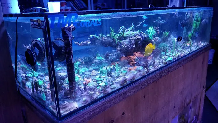 The Mystic Reef Picture 6