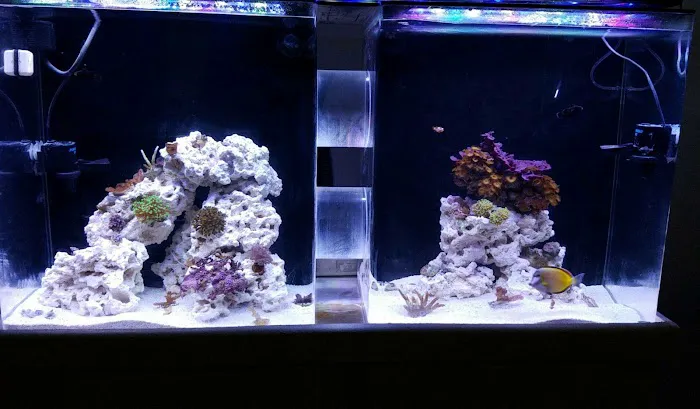 The Mystic Reef Picture 1
