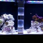 The Mystic Reef
