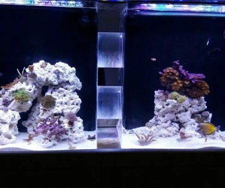 The Mystic Reef