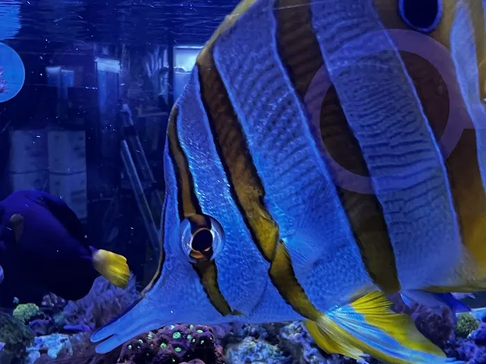 The Mystic Reef Picture 9