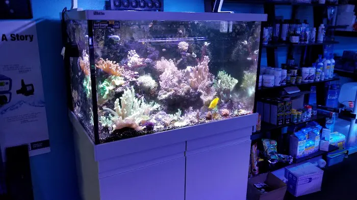 The Mystic Reef Picture 3