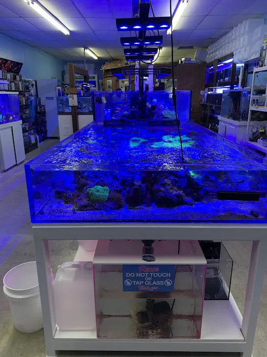 The Mystic Reef Picture 5