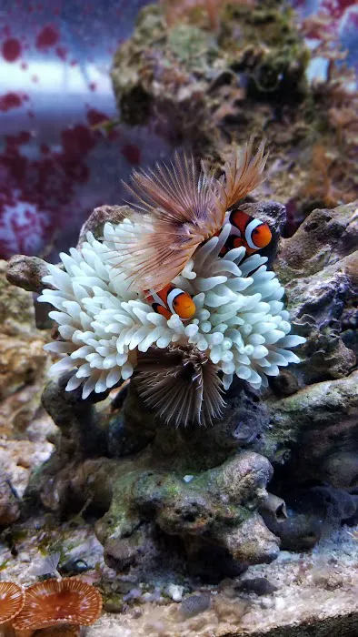 The Mystic Reef Picture 2