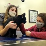 Pittsfield Veterinary Hospital