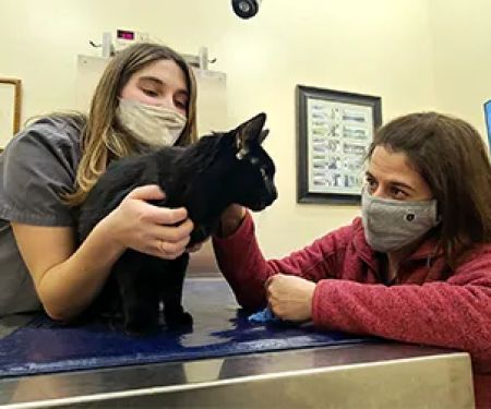 Pittsfield Veterinary Hospital