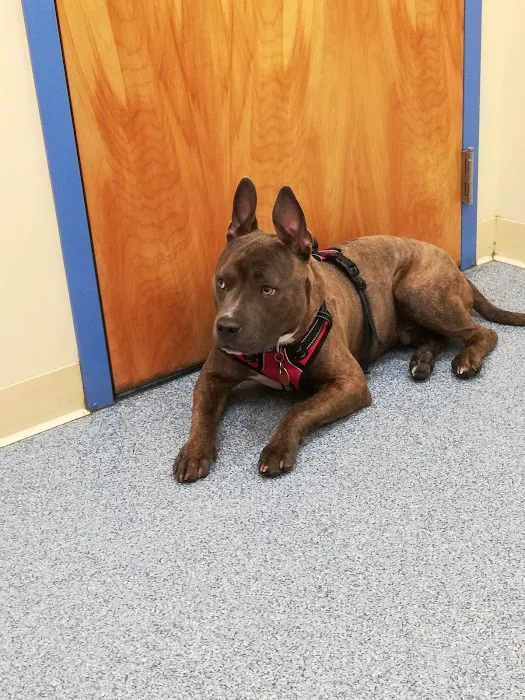 Pittsfield Veterinary Hospital Picture 6