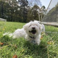 South Street Veterinary Services: Darcy Margaret L DVM ico