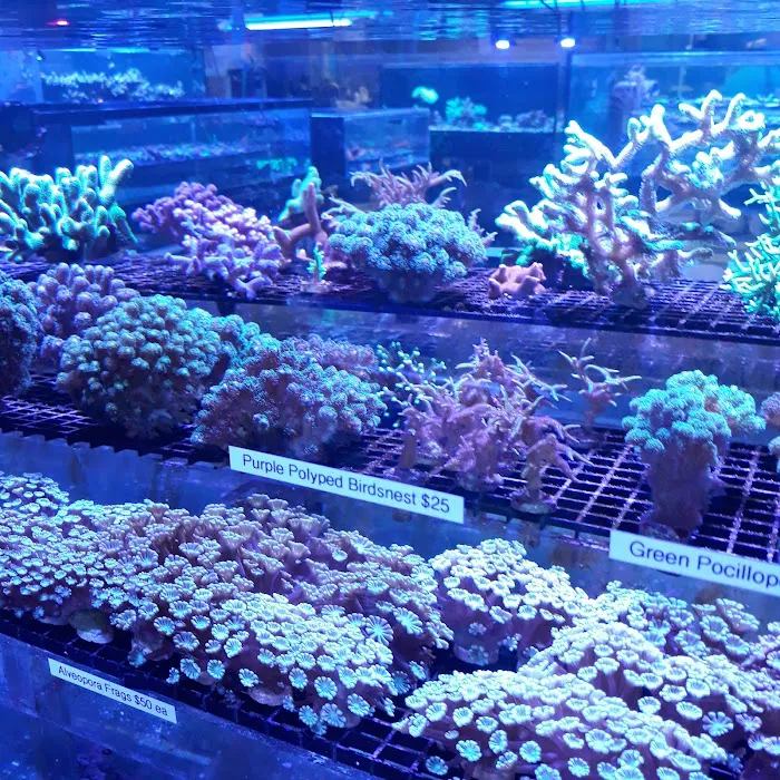 Vivid Aquariums Inc Picture 9