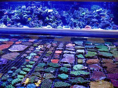 Vivid Aquariums Inc Picture 3