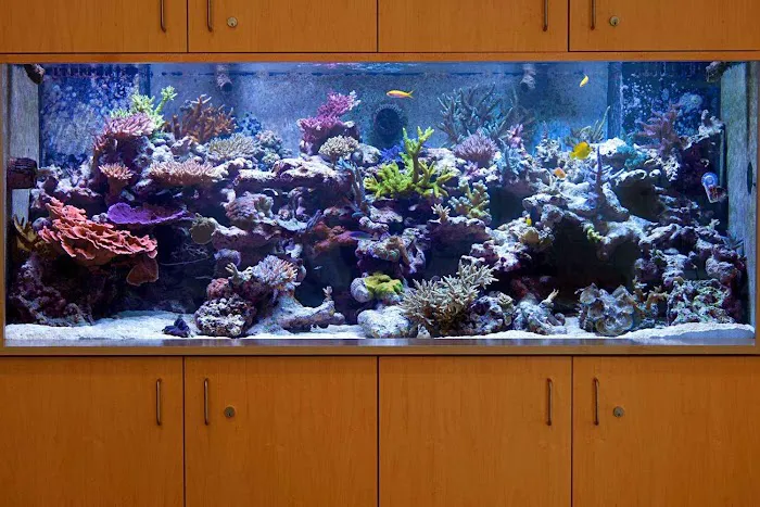 Vivid Aquariums Inc Picture 2