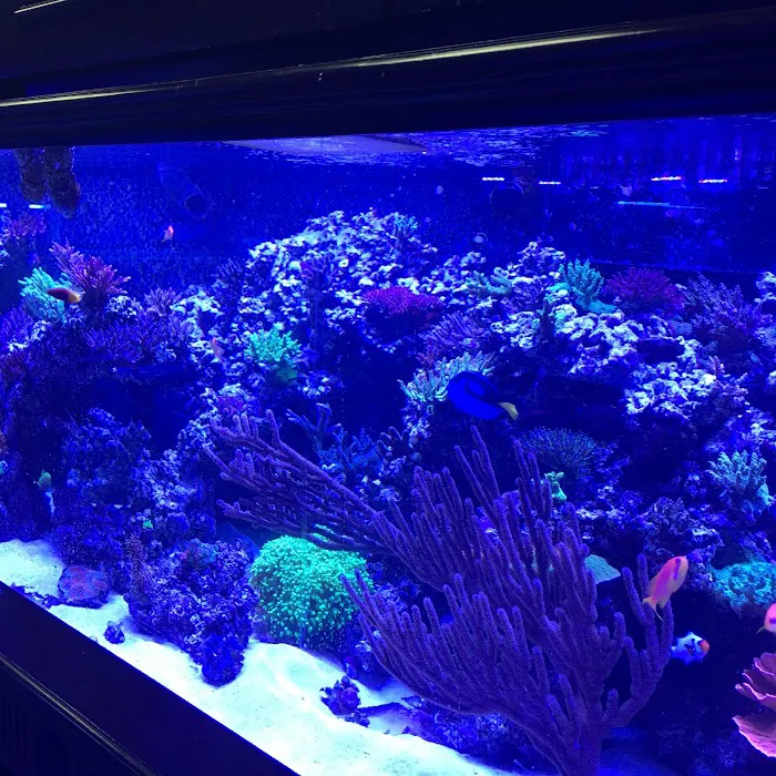 Vivid Aquariums Inc Picture 10