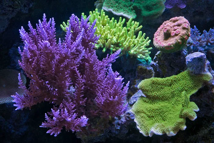 Vivid Aquariums Inc Picture 8