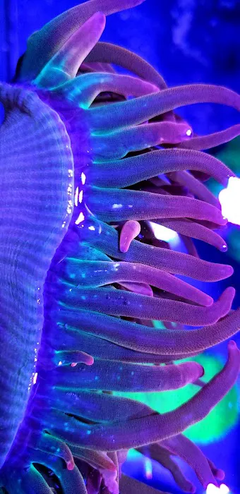 Vivid Aquariums Inc Picture 7