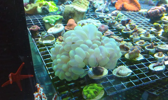 Vivid Aquariums Inc Picture 5