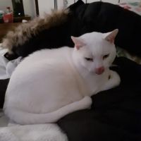 Lenox Cat Hospital ico