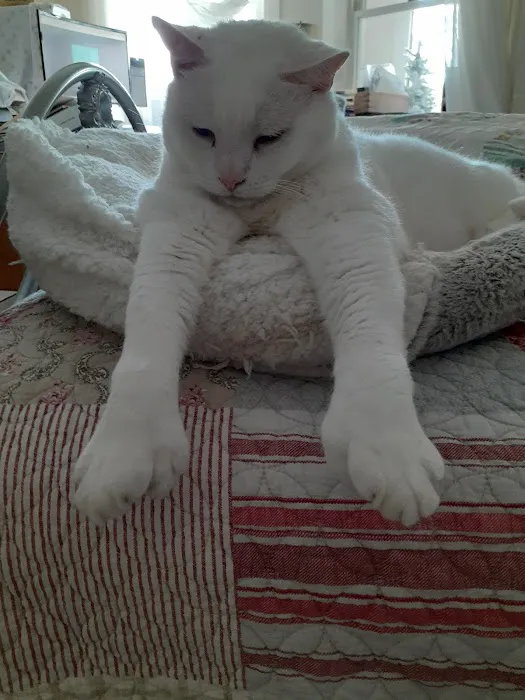 Lenox Cat Hospital Picture 3