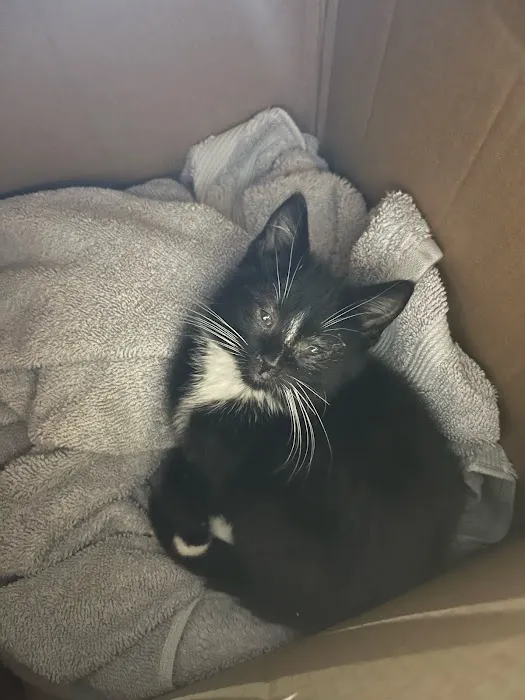 Lenox Cat Hospital Picture 7