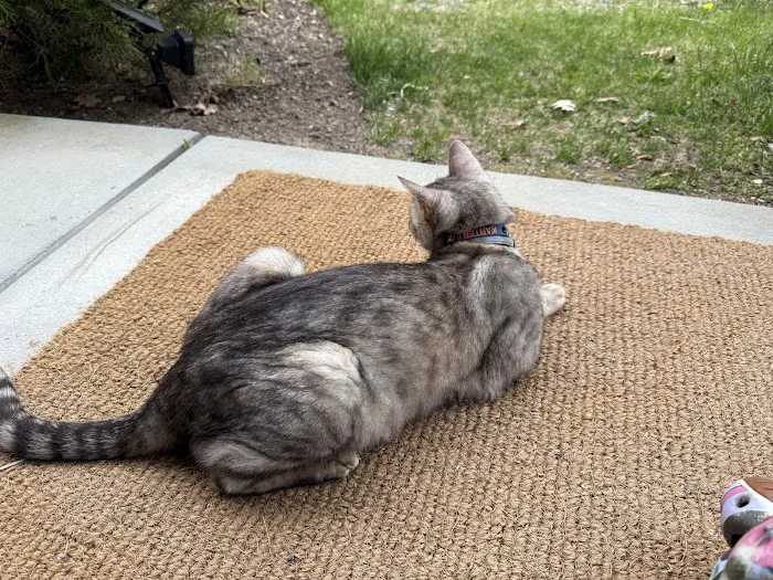 Lenox Cat Hospital Picture 2