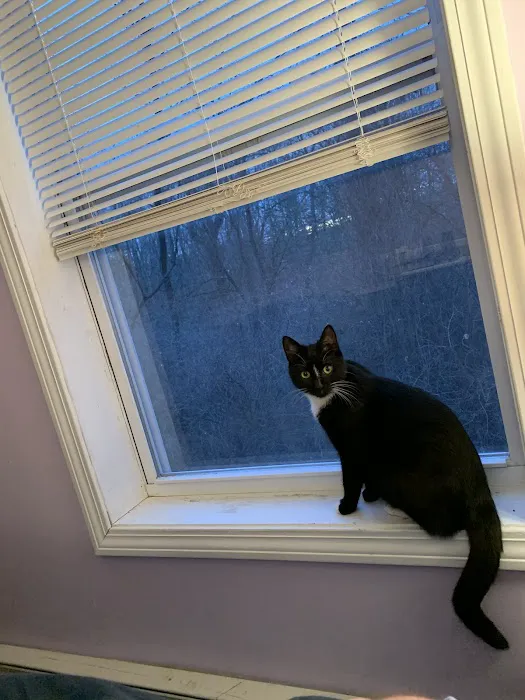 Lenox Cat Hospital Picture 4