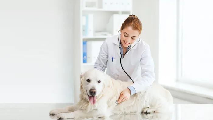 South St Veterinary Services Picture 10