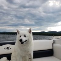 South St Veterinary Services ico