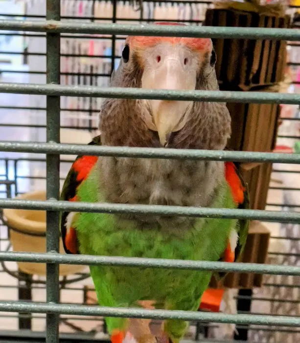 Parrots Naturally Picture 1