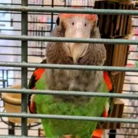 Parrots Naturally ico