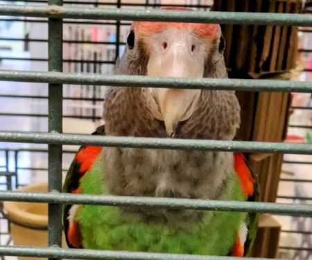 Parrots Naturally