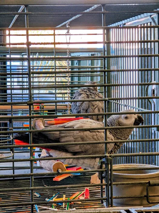 Parrots Naturally Picture 6