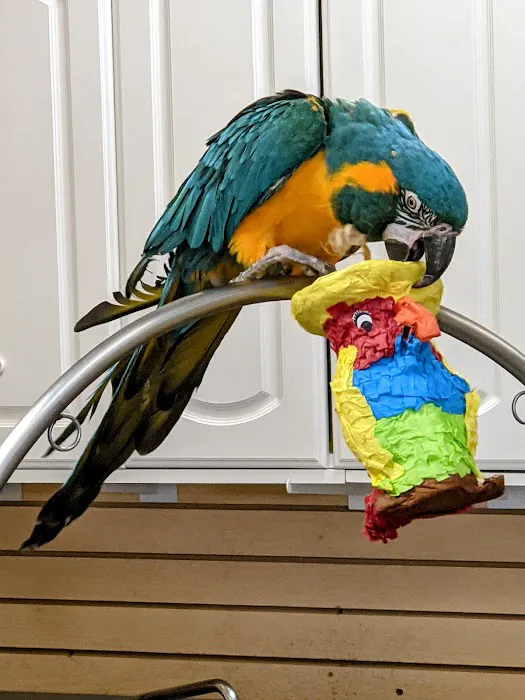 Parrots Naturally Picture 3