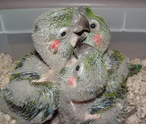 Parrots Naturally Picture 8