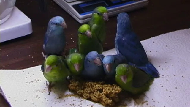 Parrots Naturally Picture 7