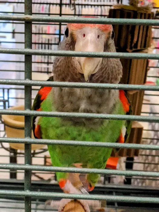 Parrots Naturally Picture 4