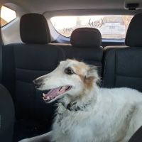 Broad River Animal Hospital ico