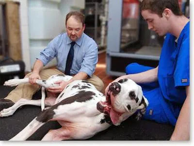 Sound Paws Canine Physical Rehabilitation and Conditioning Picture 2