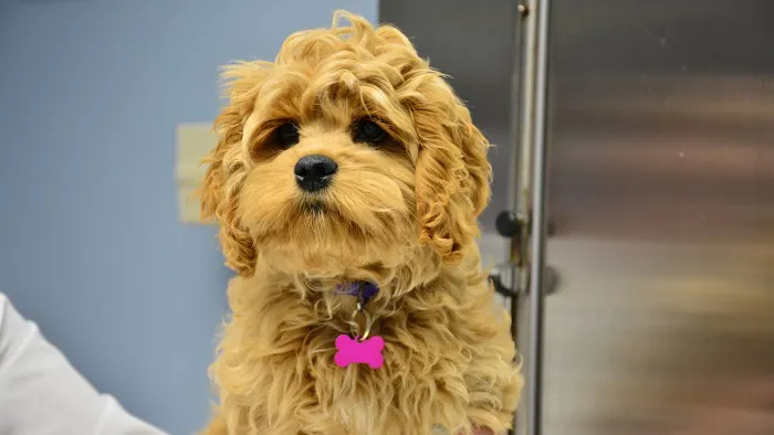 Sound Paws Canine Physical Rehabilitation and Conditioning Picture 3