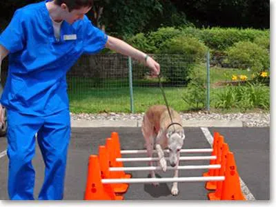 Sound Paws Canine Physical Rehabilitation and Conditioning Picture 1