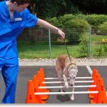 Sound Paws Canine Physical Rehabilitation and Conditioning