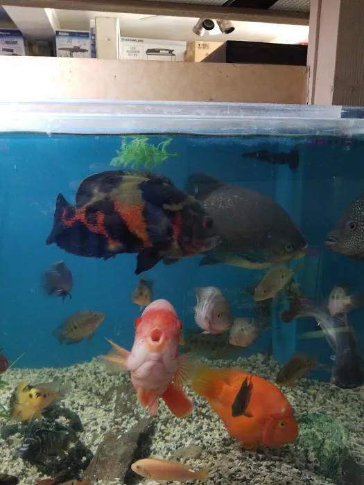 Aquarium City Picture 4