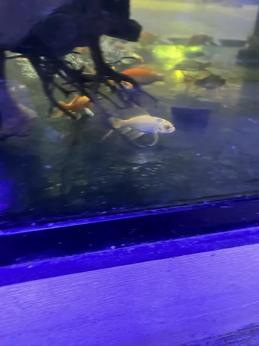 Aquarium City Picture 7