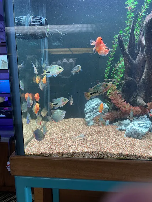 Aquarium City Picture 2