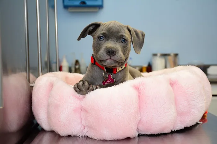 Norwalk Animal Hospital Picture 5