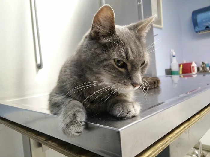 Norwalk Animal Hospital Picture 10