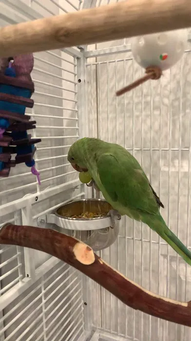 Canoga Discount Birds Picture 2