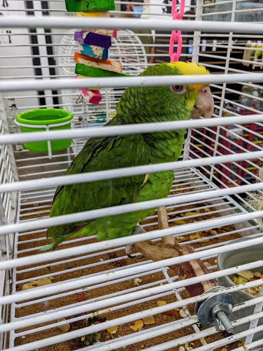 Canoga Discount Birds Picture 6