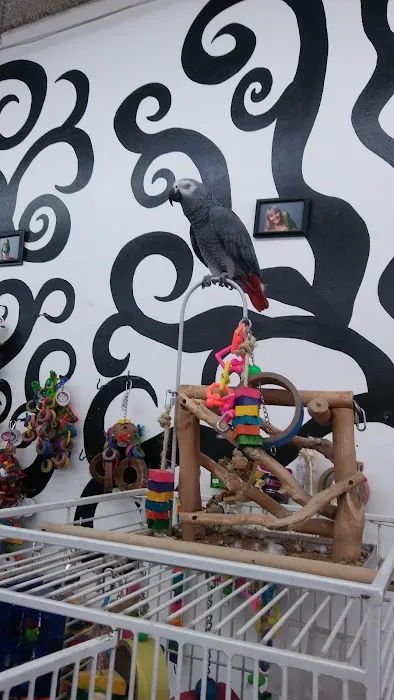 Canoga Discount Birds Picture 3